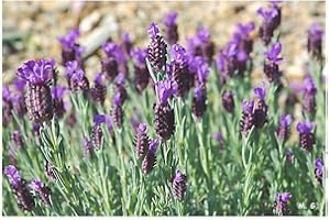 Vilmorin - sachet graines Lavande Papillon Lavandula stoechas vilmorin