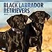 Black Labrador Retrievers - Schwarze Labradore 2018 - 18-Monatskalender mit freier DogDays-App: Original BrownTrout-Kalender [Mehrsprachig] [Kalender] (Wall-Kalender) by 