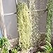 Produktbild Kunstblumen,Voberry 60cm künstlicher gefälschter Schnur verlässt Ivy Vine Pflanzen hängenden Garland Home Decor