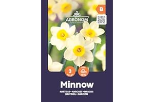 AGRONOM TESTED IN THE GARDEN AGRONOM | Bulbi Narcisi - MINNOW | Bulbi fiori perenni | Fiori Giallo | I fiori meravigliosamente profumati sono piuttosto grandi, solitari o concentrati | Confezione da 3 Bulbi fiori