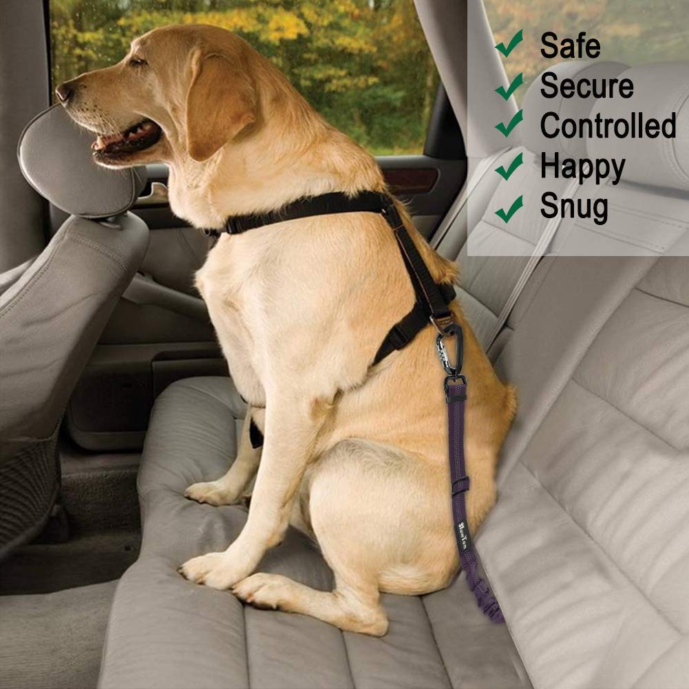 large dog seat belt