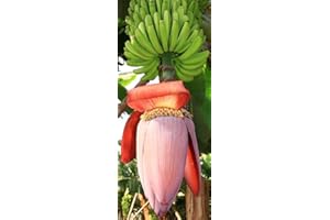 TROPICAL-SEEDS Musa balbisiana gigantea - Japanische Fruchtbanane - 10 Samen -