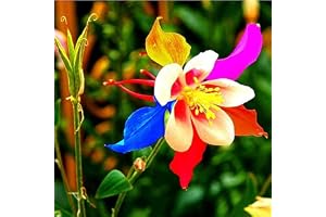 200 Pièces Aquilégie Des Graines Forme Unique De Pétales Multicolores Mélangeant Des Fleurs D'ancolie Rares D'héritage Pour Les Jardiniers Préférés Facile à Entretenir Apporter