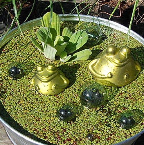 Miniteich mit Zinkwanne Glasschwimmkugeln Schwimmfrosch und Wasserpflanzen - 2