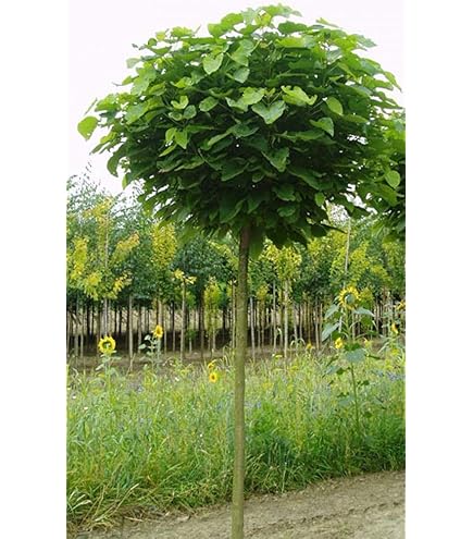 Kirschlorbeer Hochstamm - Prunus Rotundifolia, Hhe: 170-180 cm, immergrn  : Amazon.de: Garten