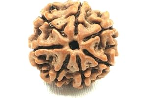 Naisha 7 Mukhi Himalayan Rudraksha | Seven Faced Rudraksha | Rudraksha Beads | 100% Original & Certified (Spiritual and Healing Product)…