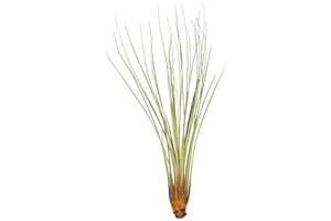 OMNIPLANTS Tillandsia juncea ca. 40 cm hoch