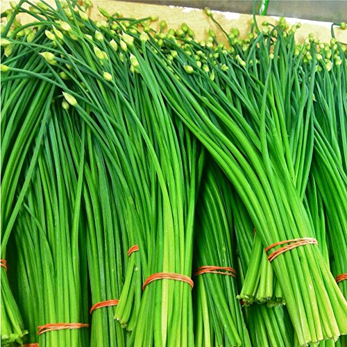 Schnittknoblauch, chinesisch - Allium tuberosum (200 Samen)