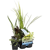 10 Bund Hornkraut Ceratophyllum - Natürlicher Algenkiller Für Teich & Aquarium