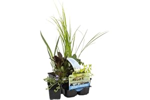 Bloomique - 6er Set - Reinigende Teichpflanzen - Wasserpflanzen Miniteich - Zone 1 & 2 - Winterhart - Höhe 15-25 cm - Topf 9 cm