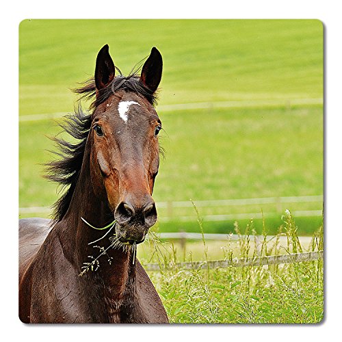 Addies Glas-Untersetzer 6-tlg.Set bedruckt Motiv „Pferde“ Komplett-Set in hochwertiger Klarsicht-Geschenkbox und Korkrückseite, Tier-Motiv - 5