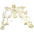 Myaskro® ✮ Bilateral Disarticulated Human Skeleton Model ✮ Disarticulated Bone Set ✮ Disarticulated Skeleton ✮ Life-Size 5 ft Tall ✮ Bone Set for Medical Students ✮ Premium Quality
