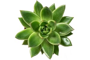 DECOALIVE Mini Planta Suculenta Echeveria Agavoides Planta Crasa Natural