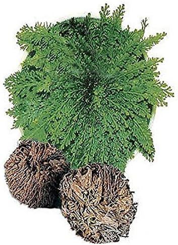 Bargain World Resurrection Plants Hydrophile Jericho Rose Plant