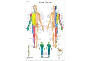 Vxhohdoxs Anatomical Poster Set - Laminated - Muscular, Skeletal, Digestive, Respiratory, Circulatory, Endocrine, Lymphatic, Male & Female Reproductive, Nervous System, Anatomy Chart Set