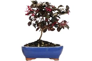 KENTIS - Bonsaï Loropetalum - Vraie Bonsaï Ornemental d'Extérieur - Vraies Plantes pour Balcon Terrasse - H 35-40 cm Pot Ø 21 cm