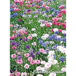 Graines de Cebtaurée–Samen Centaureus Cyanus doppelt gemischt, 5Gramm