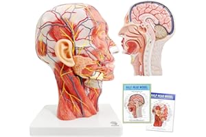 EVOTECH SCIENTIFIC Human half head superficial neurovascular model, with muscle tissue, life size anatomical skull model, skull model for medical teaching