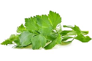 Just Seed Herb - Par-cel - Apium graveolens (zwolsche Krul) - 500 Seeds