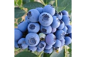 Saterkali Semi di mirtillo, 100 Pz/borsa Semi di mirtillo Semi di frutta naturale georgica nutriente succulenta per giardino Semi Di Mirtillo