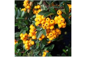 Piracanta Gialla "Pyracantha coccinea Orange Glow" Agazzino pianta da siepe sempreverde in vaso 2 litri h. 100/150 cm Vivaio di Castelletto
