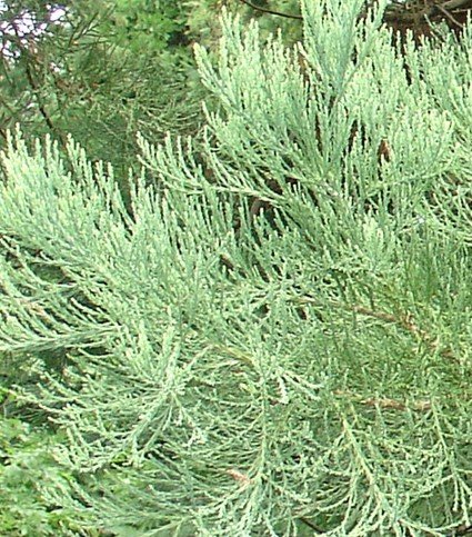 Berg-Mammutbaum – Bergmammutbaum – Sequoiadendron giganteum – 30 Samen - 3