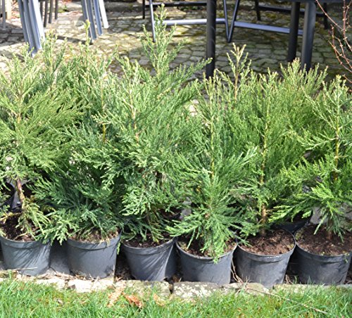 Berg – Mammutbaum (Sequoia. gigantea) Pflanze 5 Jahre - 2