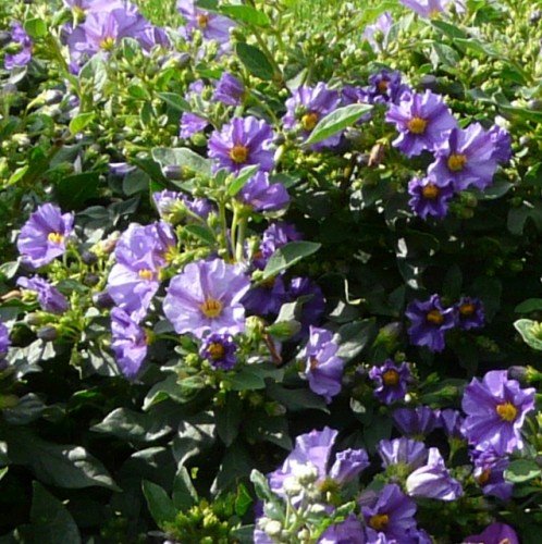 Enzianstrauch Solanum rantonnetii