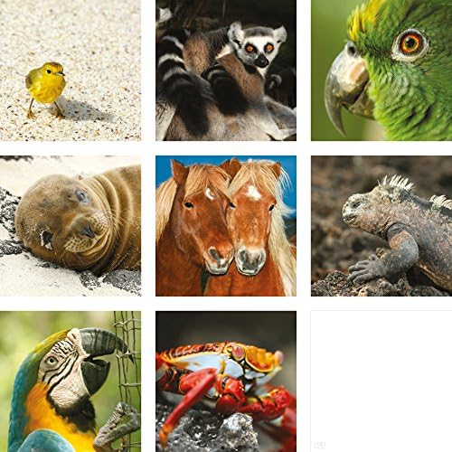 Multipack with a Mix of Simple Blank Animal Cards (8 pcs.) - Clear out sale!