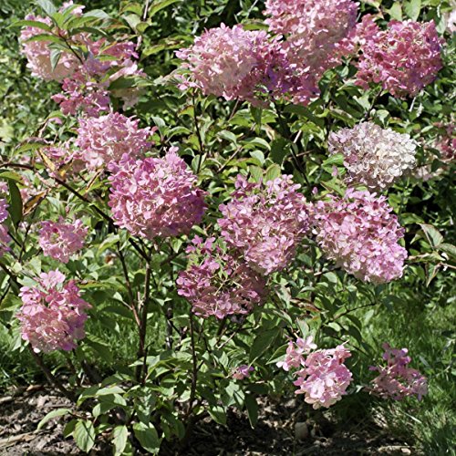 Rispenhortensie Diamont Rouge, 1 Pflanze - 3