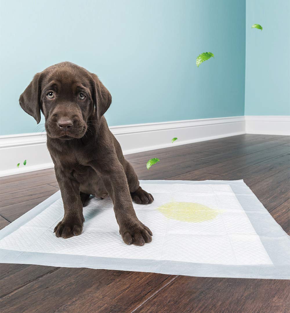 Alses-dducation-BPS-pour-chien-et-chat-Parfumes--la-phromone-pour-attirer-les-chiots-et-faciliter-leur-ducation-BPS-2166-BPS-2170