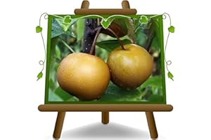 EURO PLANTS VIVAI NASHI Nijisseiki - plante fruitière vieux sur un pot de 20 max 170 cm - 2 ans