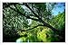 Produktbild Metall Poster Blechschilderplatte Blechschild Plakat Tree River Summer 82583 Retro Weinlese Kunstdrucke by hamgaacaan (20x30cm)