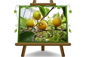 EURO PLANTS VIVAI goyave jaune Psidium Plante Fruitier vieux sur un pot de 20 - max 170 cm - 2 ans