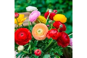 SCHONE 10 x Ranunculus Asiatic Mixed – Spring Flowering Bulbs – Warm Bright Peony Blooms – Hardy Perennial – Long-Lasting Blooms for Cut Flowers – for Your Beautiful Garden