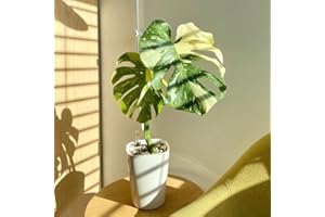 GENERIC Monstera variegata samen- Monstera samen- grünpflanzen，pflanztöpfe zimmerpflanzen deko wohnzimmer modern，Dekorative Pflanzen exotische samen，deko garten dekoration wohnzimmer，pflanzen 20pcs
