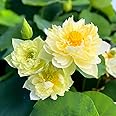 All Time Yellow Hybrid Lotus Live Plant Big Water Lily (TUBER/Root) Orginal Variety Guarante Blooming With in 35 Days For Outdoor and Indoor Plant.