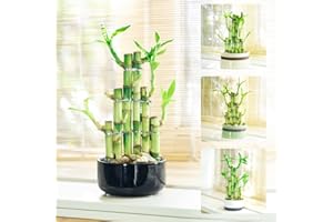 Easy Plants 1 LUCKY BAMBOO IN RANDOM COLOUR ROUND CERAMIC POT [3 Tiers Stepstairs]