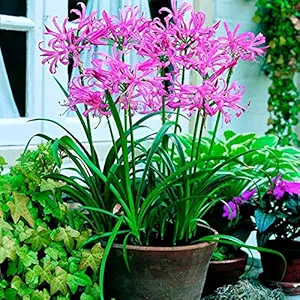 FernsFly IMP. Nerine Lily / Jersey lily / Spider lily Attractive Flower Bulbs Home Outdoor Flowering Gardening Bulbs Blooming planting (Pack of 17 Pink Nerine Lily)