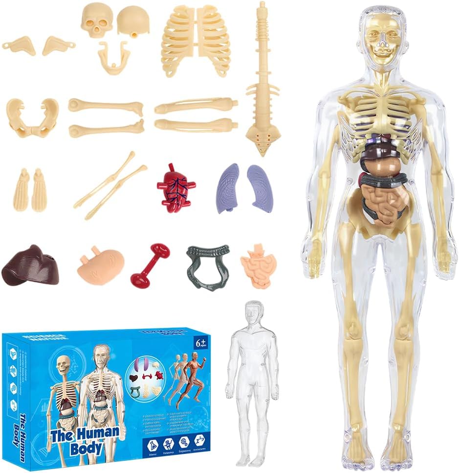 CEWROM Modelo 3D de cuerpo humano para niños, modelo de estructura de cuerpo humano transparente con esqueleto y músculos, modelo de esqueleto de anatomía, modelo de enseñanza, cuerpo humano