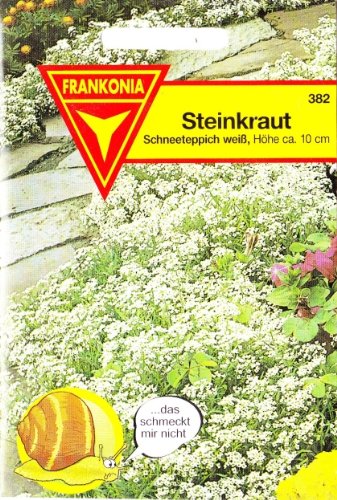 Steinkraut, Schneeteppich, Lobularia maritima, ca. 100 Samen