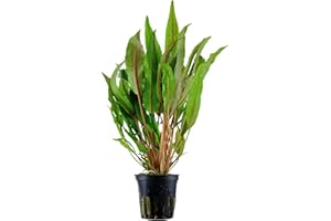 Aqua Essentials Cryptocoryne undulata Broad Leaves