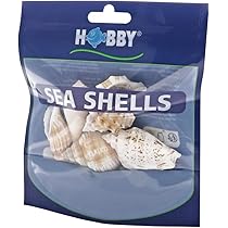 Conchiglie Extra Large Per Granchi Eremiti - 5 Pezzi Naturali Per Acquario O Artigianato - Foto 9