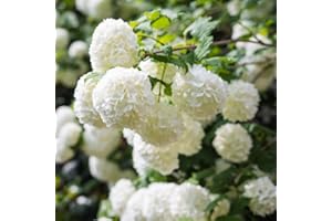 THOMPSON & MORGAN Viburnum Snowball Tree Potted Hardy Garden Shrub with Large White Blooms and is Easy to Grow, 1 x Viburnum Opulus ‘Roseum’ Plant in 3.6L Pot by Thompson and Morgan