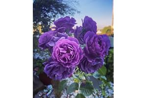 GENERIC Strong Fragrance-Minerva Floribunda Bush Rose Plant in A 3 Litre Pot -Purple Colour Rose