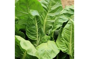 Premier Seeds Direct - Spinach Seeds - Perpetual Approx 500 Seeds