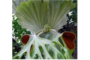 Platycerium superbum - Fougère corne d élan - 10 graines