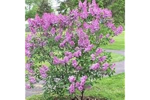 Tree Seeds Online - Syringa Vulgaris - Purple Lilac Tree 100 Seeds!! - 1 Packs
