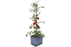 GUSTA GARDEN Tom Tomato Pot de Tomate Bleu - Pot pour Plantes avec tuteur pour Plantes grimpantes, système d'arrosage et Crochet de Fixation - Réservoir d'eau 4,5 L et Volume de Terre 20 L