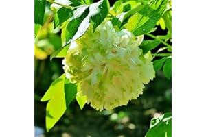 FStening 2 Pezzi Verde Bulbi Di Peonia Per Piantare Da Giardino All'aperto Tuberi Perenni Colore Unico Aroma Affascinante Adatto Per Realizzare Mazzi Di Fiori Recisi